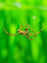 Spider resting, inesct macro close up photography 
