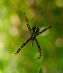Spider resting, inesct macro close up photography 
