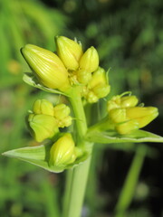 Zbliżenie na młode pąki liliowca
