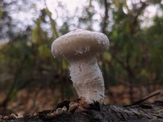 A close-up of a white mushroom growing on a tree in the forest