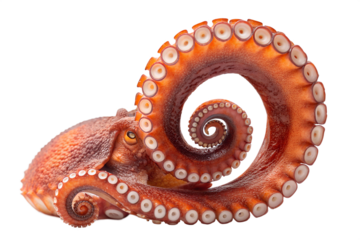 Octopus Tentacle: A Captivating Marine Appendage