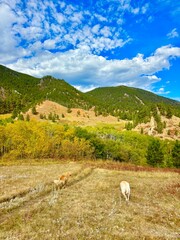 Naklejka premium Dogs hiking into the mountains with fall foliage