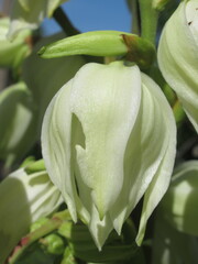 Zbliżenie na kwiaty rośliny z gatunku Yucca © Kumulugma