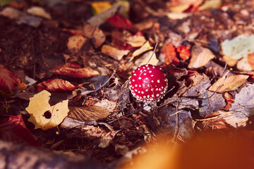 Toxic fly agaric red cap autumn woodland