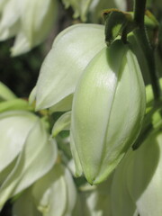 Zbliżenie na kwiaty rośliny z gatunku Yucca © Kumulugma