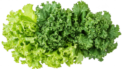 A assortment of fresh green lettuce varieties including romaine and kale. arranged artistically on a white background. ideal for healthy eating promotions or culinary uses