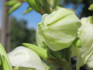 Zbliżenie na kwiaty rośliny z gatunku Yucca © Kumulugma