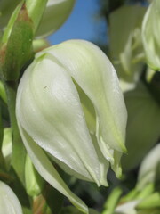 Zbliżenie na kwiaty rośliny z gatunku Yucca © Kumulugma