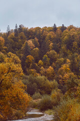 golden forest. Scenic autumn forest river peaceful background