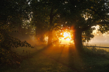 Autumn morning scene with golden sunbeam shining on footpath between trees in alley during sunrise. Fog creating magical atmosphere in nature