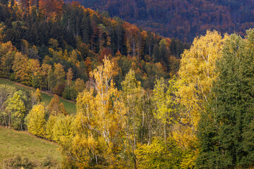 Autumn mountain landscape with colorful foliage at forest trees. Nature fall background