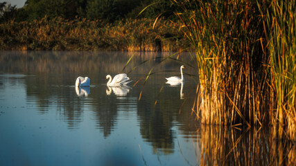 Swans swim on calm autumn lake surrounded by reeds. Waterfowl reflection on the water surface. Animal wildlife natural habitat. Tranquil scene fall background