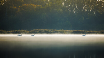 Swans floating on misty autumn lake during peaceful morning sunrise. Water birds in tranquil scenery. Animal wildlife in nature habitat