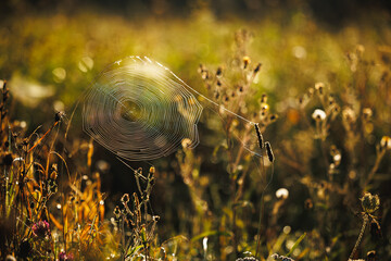 Spider web shining in autumn meadow during sunny morning. Fall background