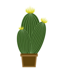 Vector picture of cartoon cactus in pot isolated on white background. Three cactuses with yellow flowers.