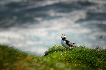 atlantic puffin or common puffin in Iceland