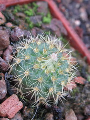 Zbliżenie na młodego kaktusa