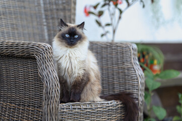 A fluffy Mekong bobtail Siamese cat sits on a chair in the park. The theme is about safe walks with pets. A domestic cat outside.