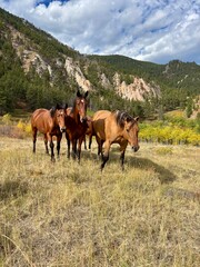 Obraz premium Group of horses in front of a mountain range