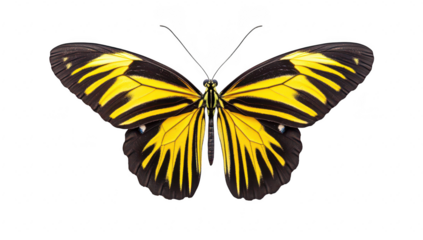A beautifully detailed close-up of a yellow and black butterfly. its intricate wing patterns against a clean white background. ideal for nature studies and educational materials
