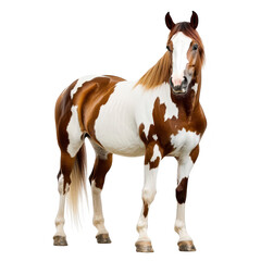 Obraz premium A majestic brown and white horse stands confidently in a bright. neutral background. its strong physique and beautiful coat. ideal for equestrian-themed projects or animal photography
