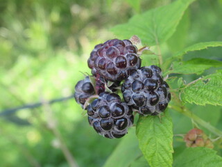 Zbliżenie na młode owoce jeżyny © Kumulugma