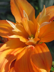 Zbliżenie na pomarańczowe kwiaty lilii © Kumulugma