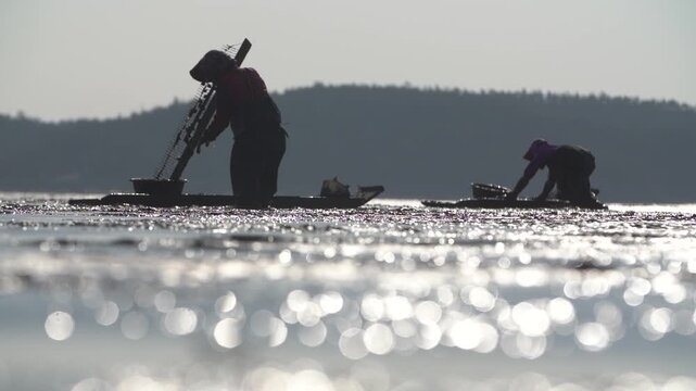 Traditional Cockle Harvesting Silhouettes on Mudflat, South Korea - 한국 벌교 갯벌 꼬막 채취