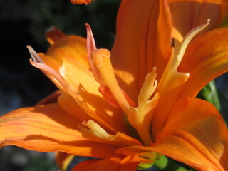 Zbliżenie na pomarańczowe kwiaty lilii © Kumulugma