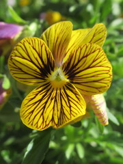 Zbliżenie na kwiat bratka