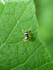 Jumping spider resting on green leaf, insects macro close up photography 