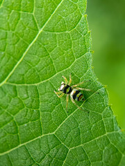 Jumping spider resting on green leaf, insects macro close up photography 