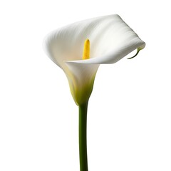 White calla lily isolated on white background