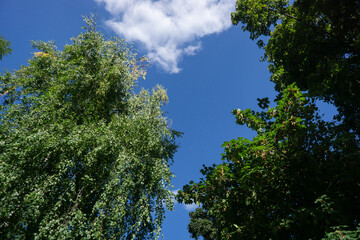 Fototapeta premium trees in the sky
