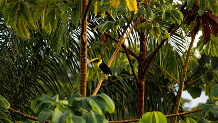 toucan in the jungle © Suryanshu
