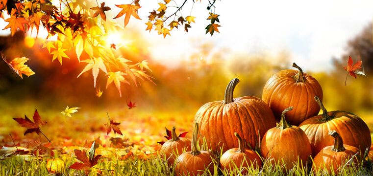 Pumpkins On Grass At Sunset - Thanksgiving - Gourds In Fall Landscape And Sunlight