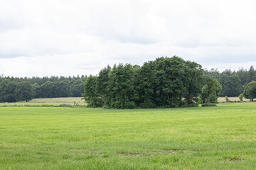 Wide green meadow with dense cluster of trees and forest line in background