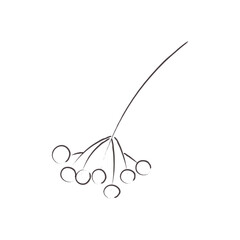 Doodle illustration of a rowan berry