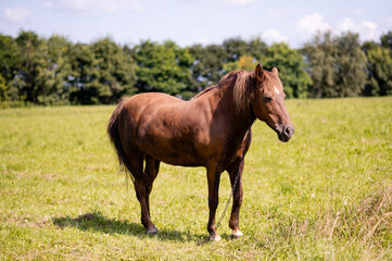 Strong brown workhorse on a chain standing in lush green meadow, rustic countryside farming scene with natural rural summer landscape