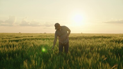 agriculture, farmer with a tablet walks across a wheat field in the glare of light of the sun, an agronomist works in rural land at sunset, produces bread on a farm plantation, grow green wheat crop.