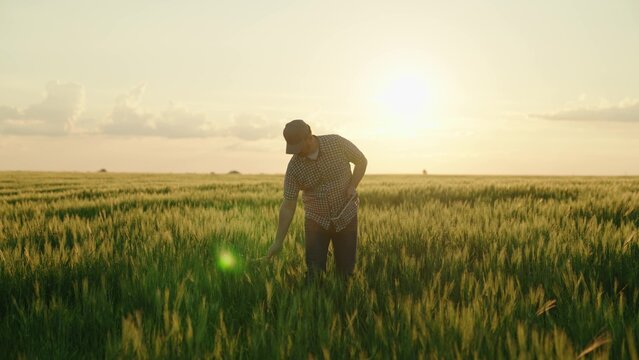 agriculture, farmer with a tablet walks across a wheat field in the glare of light of the sun, an agronomist works in rural land at sunset, produces bread on a farm plantation, grow green wheat crop.