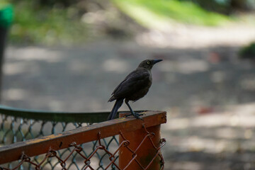 tordo llanero (Quiscalus lugubris)