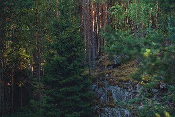 Forest hillside with rocky cliff and mixed trees in soft light