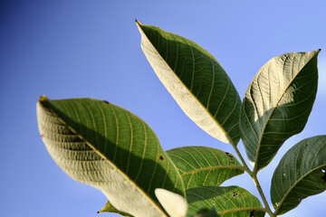 green leaves against blue sky