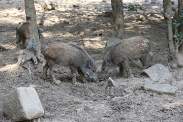 wild boar in the woods