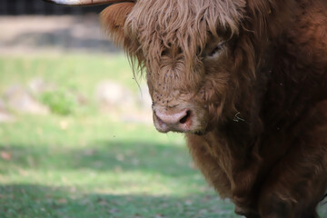 portrait of a bison