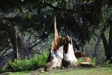 broken trunk in the forest