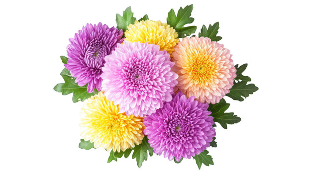 A bouquet of colorful chrysanthemums featuring purple. yellow. and pink blooms. arranged elegantly with green leaves. perfect for decoration or gifting on special occasions