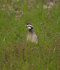 The always stunning and handsome, male Bobwhite Quail among the grasses of a verdant pasture.