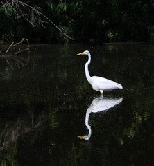 Magnificent, great egrets displaying striking reflections upon the dark waters of a shaded neck of a large lake. 